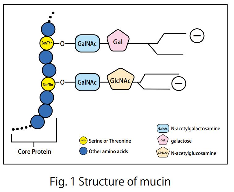 Tear Mucin Assay Kit (O-Glycan assay method)