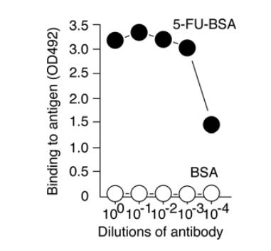 5-FU-BSA