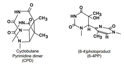 UVC-Irradiated DNA Samples