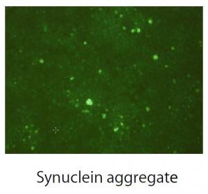 Amyloid Fluorescent Staining Kit