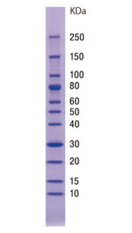 SIMASIMA Unstained Broad Range Protein Ladder