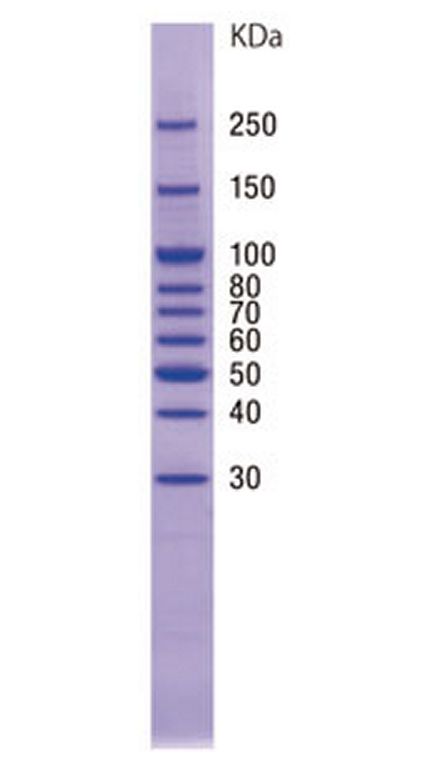 SIMASIMA Unstained High Range Protein Ladder