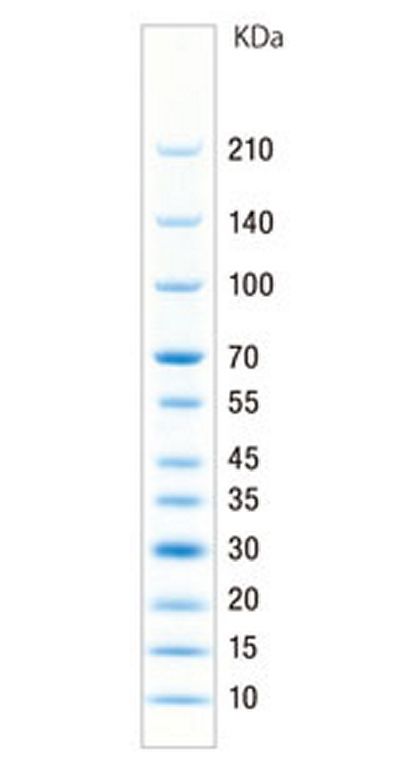 SIMASIMA Prestained Broad Range Protein Ladder