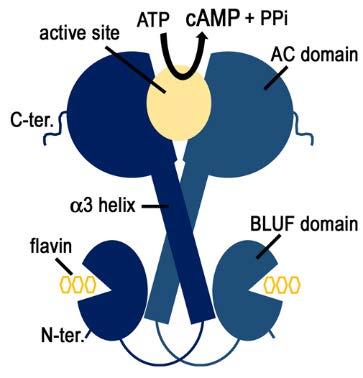 pmOaPAC348