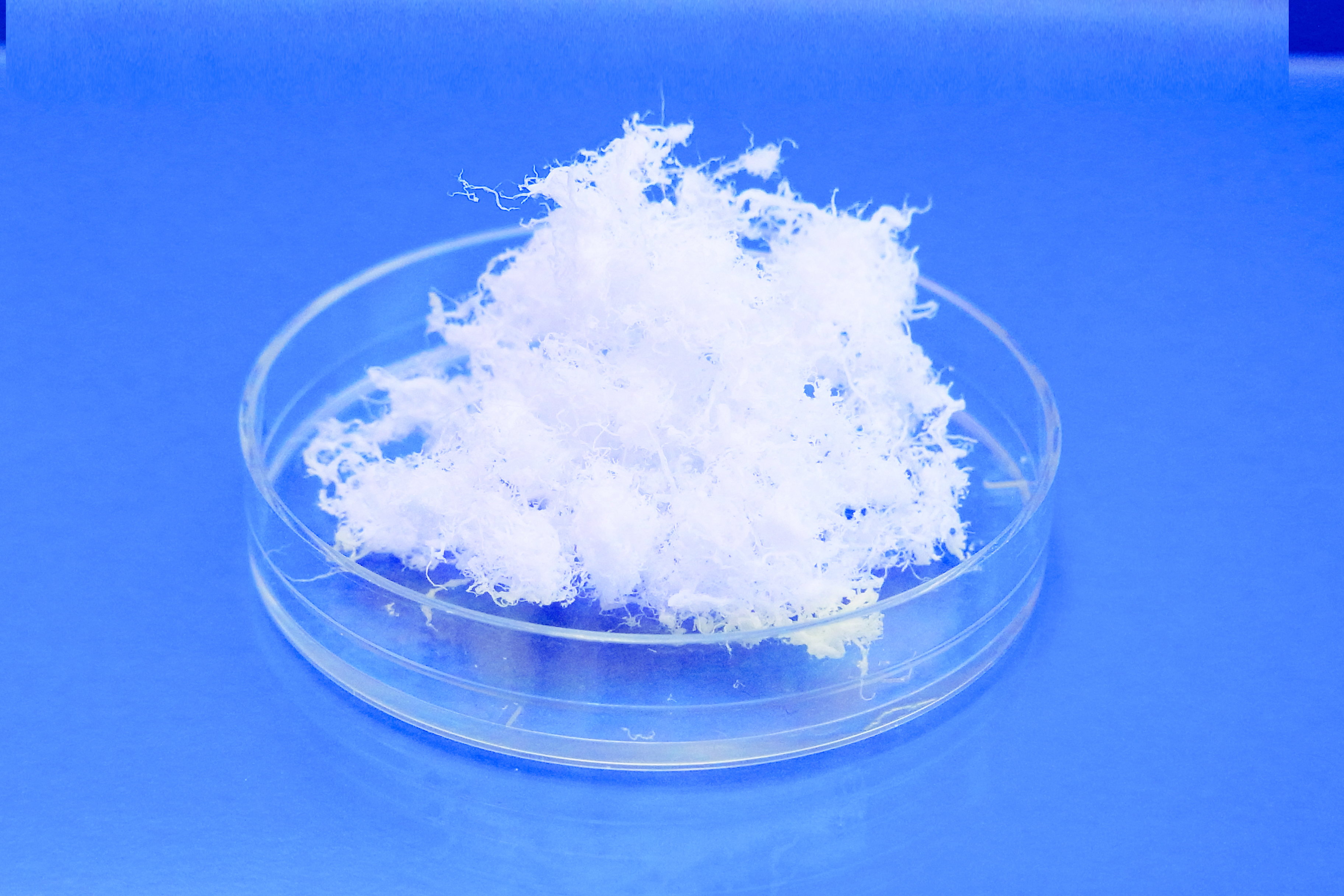 Atelocollagen powder Sample