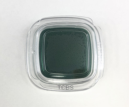 TCBS Agar