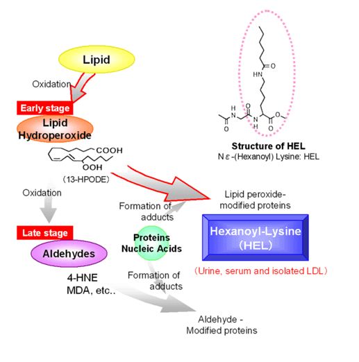 Hexanoyl-Lys (HEL) ELISA kit