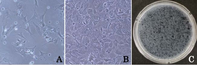 Osteogenesis Culture kit