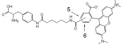 Site-Directed Biotin Labeling, Biotin-XX-AF (amber), CloverDirect