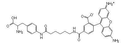 Site-Directed Fluorescence Labeling, TAMRA-C6-AF (CGGG), CloverDirect