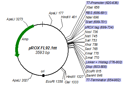 pROX-FL92.1ttt